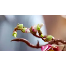 LEGO Constructor Botanicals Magnolia Branches, 6 image