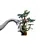 ლეგო LEGO Jurassic World Brachiosaurus Discovery, 3 image
