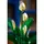 ლეგო LEGO Constructor Botanicals Peace Lily, 2 image