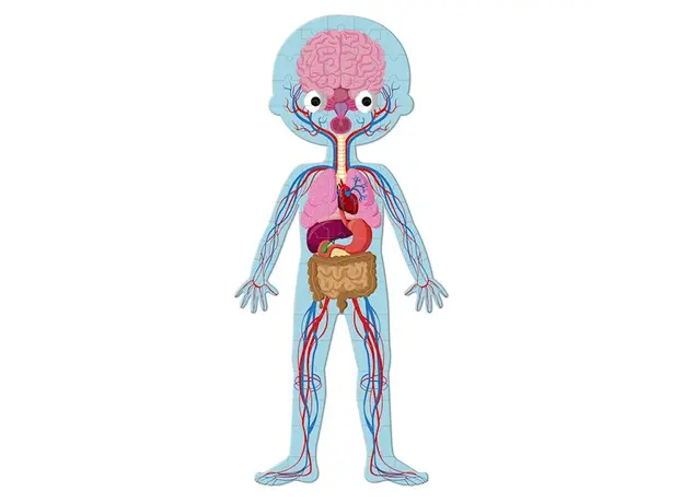 სათამაშო თავსატეხი Janod Educational Puzzle Human Body, 4 image